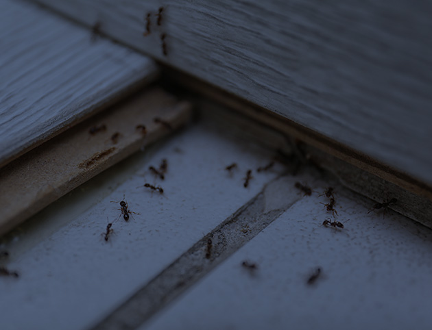 Ant Control