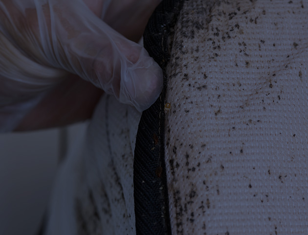 Bed Bug Control