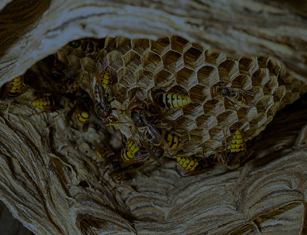Hornet & Wasp Control