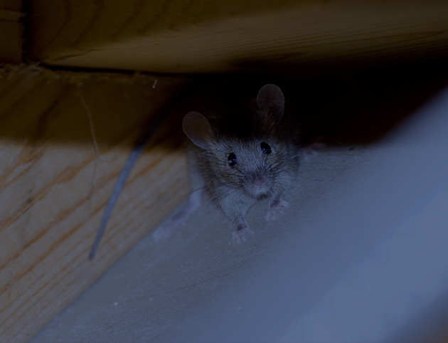 Rodent & Wildlife Removal