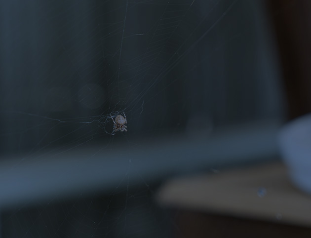 Spider Control