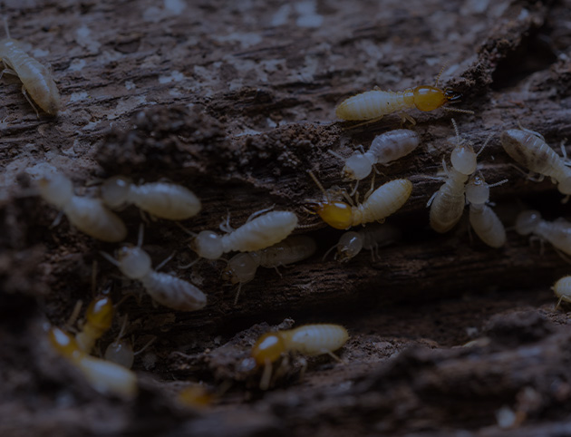Termite Control